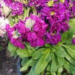 Matthiola incana പുഷ്പം