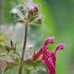 Stachys sylvatica Цвят