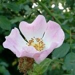 Rosa caninaЦвят