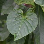 Ipomoea tiliacea Leaf