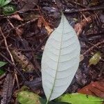 Virola kwatae Leaf