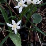 Scilla bifolia Folio