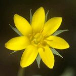 Blackstonia imperfoliata Flower