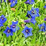 Gentiana acaulis Συνήθη χαρακτηριστικά