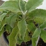 Salvia fruticosa 葉