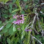 Epidendrum flexuosum Habitus