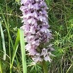 Dactylorhiza fuchsiiVirág