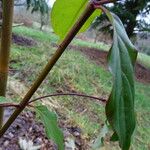 Cornus hongkongensis ഇല