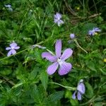 Viola cornuta Flower