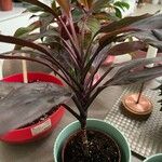 Cordyline fruticosaBlad