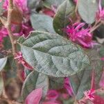 Loropetalum chinense Leaf