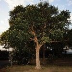 Aglaia elaeagnoidea Natur