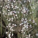 Retama monosperma Flower