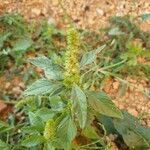 Amaranthus retroflexus Blatt