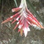 Tillandsia didisticha Flower