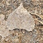 Populus tremuloides Blad