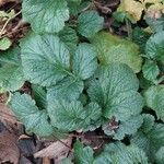 Geum heterocarpum Folio