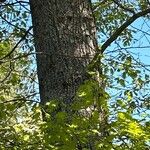 Quercus shumardii Bark