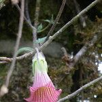 Canarina eminii Flower