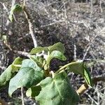 Uncarina stellulifera Leaf