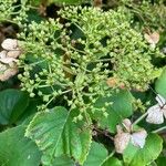 Hydrangea petiolarisFruit