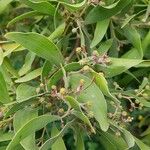 Acacia melanoxylon Fleur