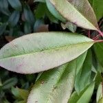 Photinia serratifolia Fulla