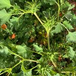 Datura ferox Fruchs