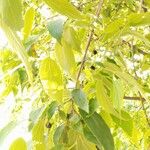 Celtis africana Ovoce