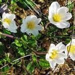 Dryas octopetala पत्ता