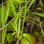 Valeriana calcitrapae Leaf