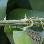 Smilax bona-nox Bark