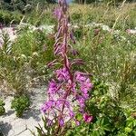 Epilobium angustifoliumFlower