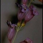 Penstemon heterophyllus Цветок
