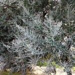 Acacia podalyriifolia Blatt