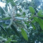 Notholithocarpus densiflorus Leaf