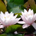 Nymphaea alba Flower