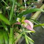 Billbergia distachia Flor