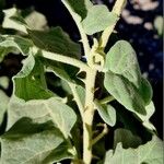 Solanum incanum 樹皮