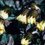 Dryas drummondii Habit