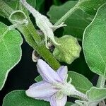 Solanum melongena Other