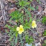 Oenothera triloba Λουλούδι