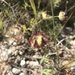 Calendula tripterocarpa ᱵᱟᱦᱟ