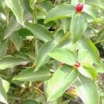 Costus spicatus Blad