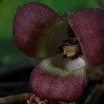 Asarum lemmonii Квітка