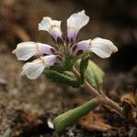 Collinsia corymbosa ᱛᱟᱦᱮᱸ