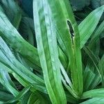 Carex plantaginea Leaf