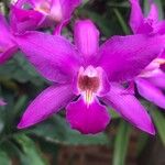 Laelia × gouldiana