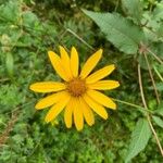 Heliopsis helianthoides花