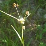 Luzula multiflora 花